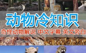 外面卖1699的国外纪录片解说（动物解说、美食、动画片）稳过中视频-副业宇宙